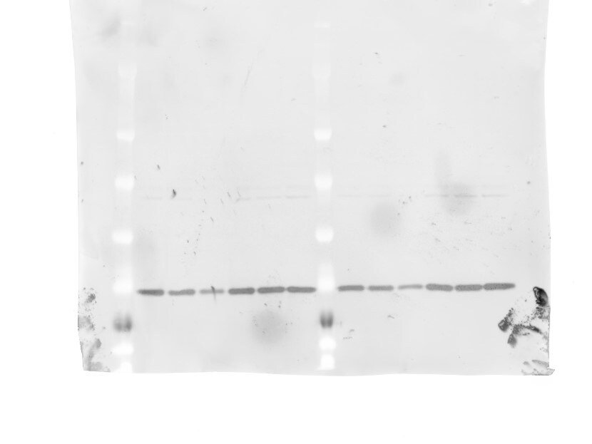Triosephosphate isomerase Antibody NBP1-31470