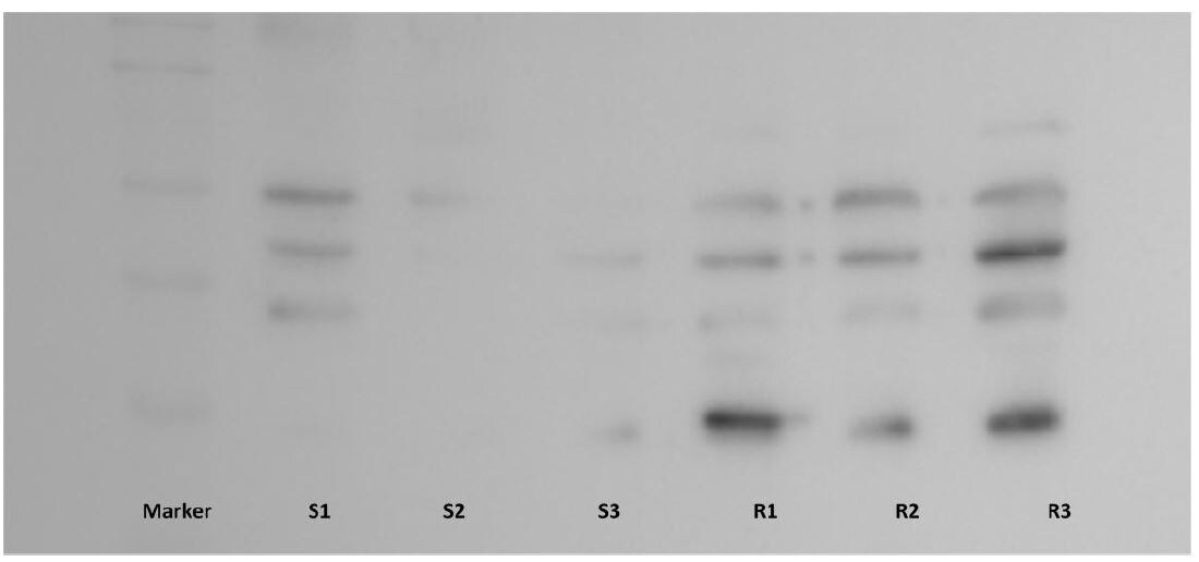 HPD Antibody - BSA Free NBP1-31593