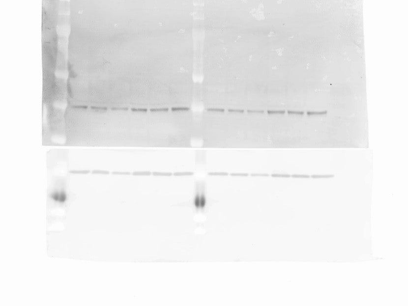 PGAM1 Antibody - BSA Free NBP1-49532