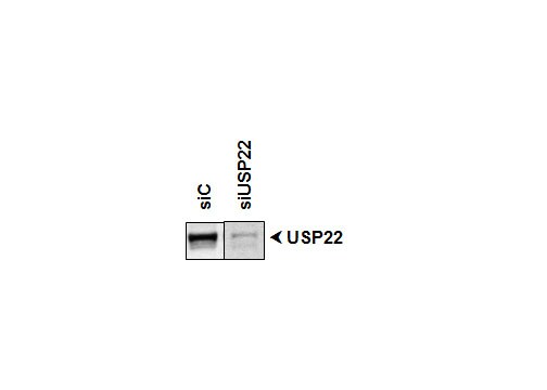 USP22 Antibody - BSA Free NBP1-49644