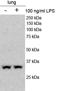 PLSCR3 Antibody - BSA Free NBP1-52866