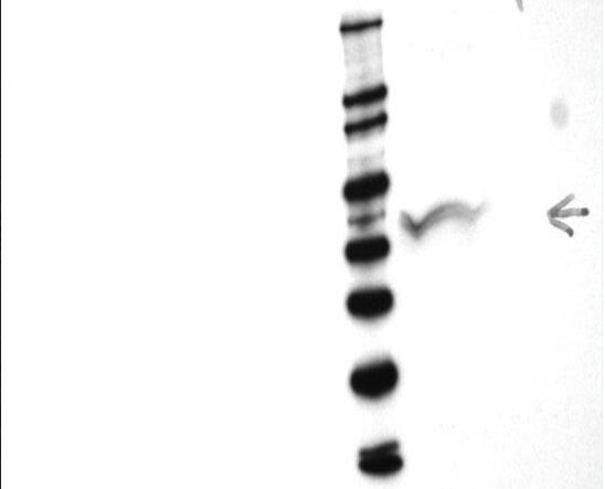 Nicalin Antibody - BSA Free NBP1-81002