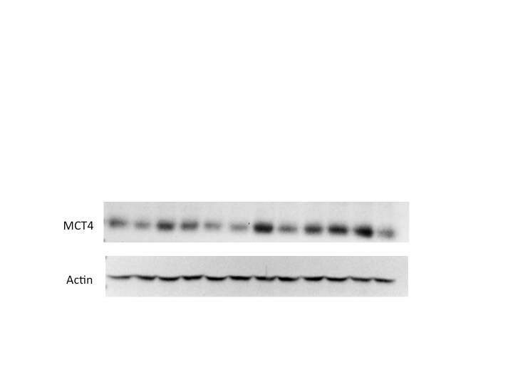 SLC16A3 Antibody - BSA Free NBP1-81251