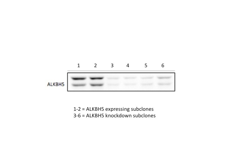 ALKBH5 Antibody - BSA Free NBP1-82188