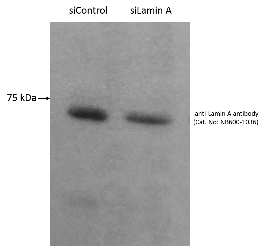 Lamin A + C Antibody - BSA Free NBP1-85550