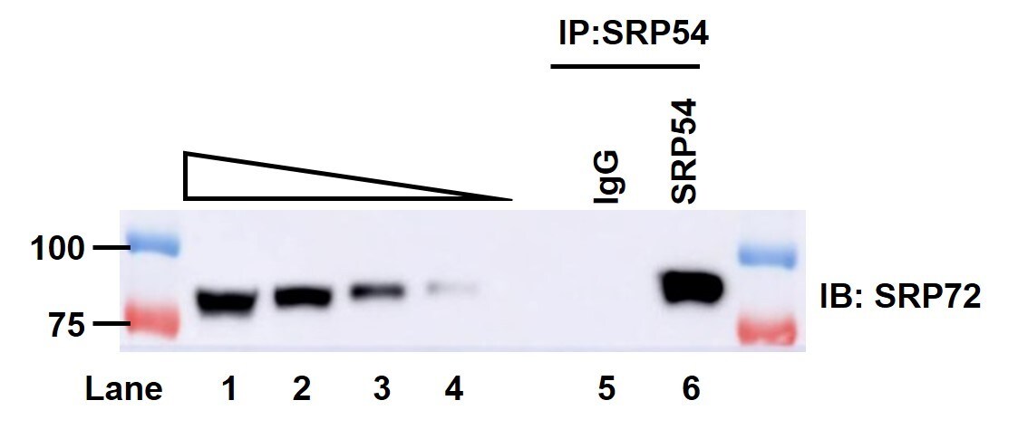 SRP72 Antibody - BSA Free NBP1-89498