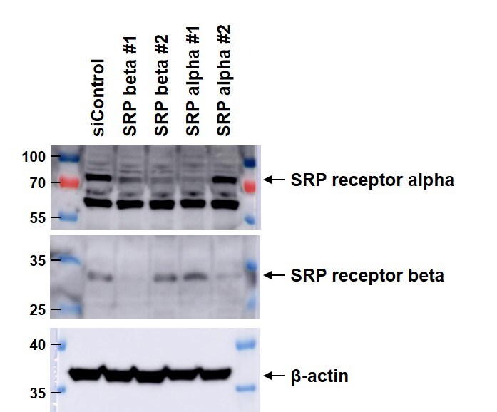 SRPRB Antibody (OTI1D9) NBP2-02028