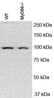 NLRP3/NALP3 Antibody - BSA Free NBP2-12446