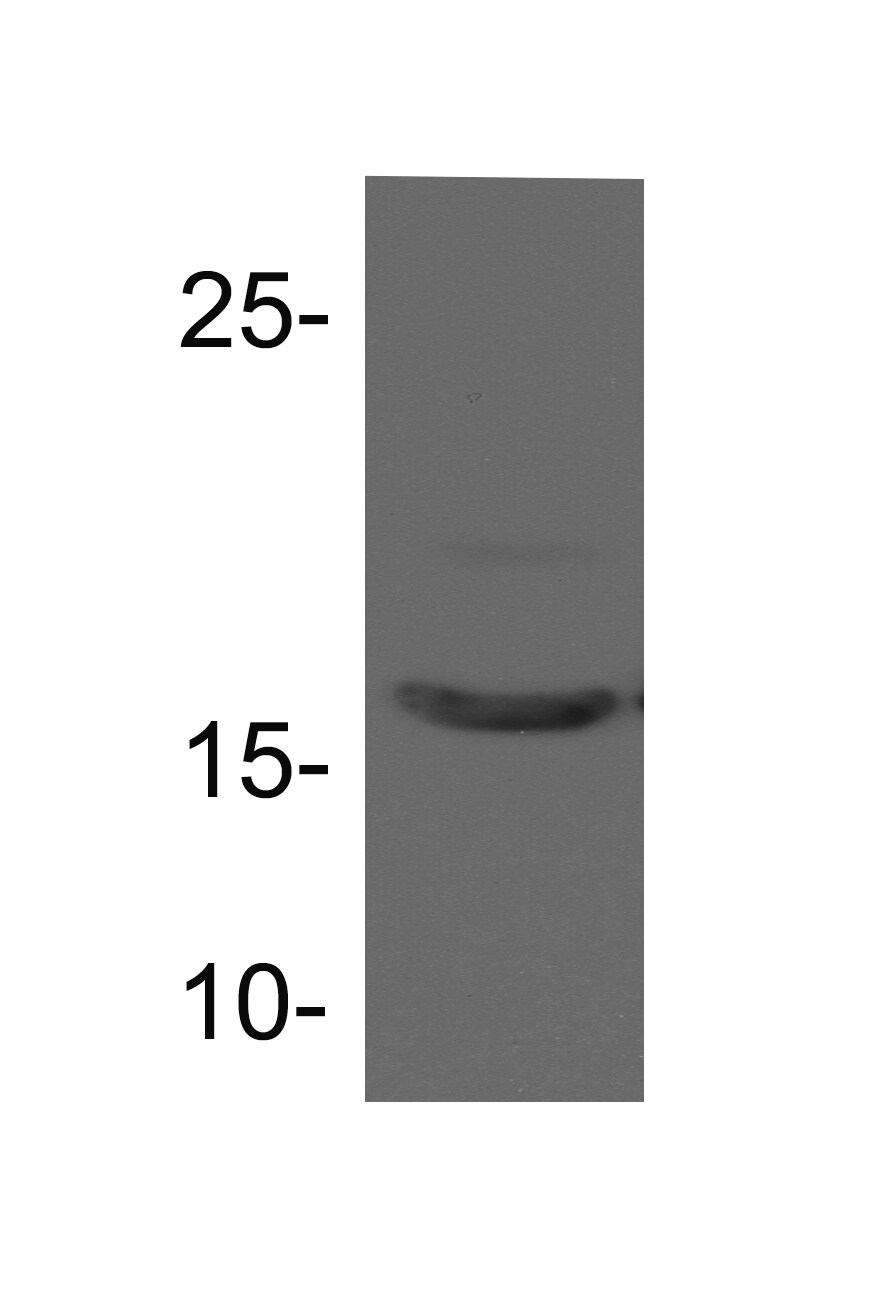Coactosin-like Protein 1/CotL1 Antibody - BSA Free NBP1-54851