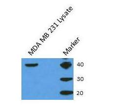 Cyr61/CCN1 Antibody - BSA Free NB100-356