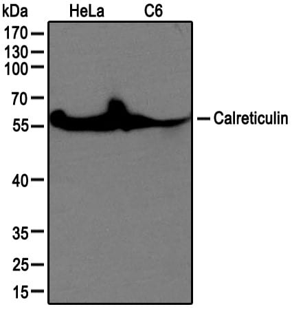 Calreticulin Antibody - BSA Free NB600-103