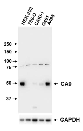 Carbonic Anhydrase IX/CA9 Antibody - BSA Free NB100-417