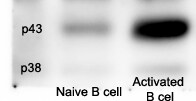 Caspase-11 Antibody (17D9) - BSA Free NB120-10454