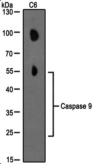 Caspase-9 Antibody (LAP6 96-2-22) - BSA Free NB500-209