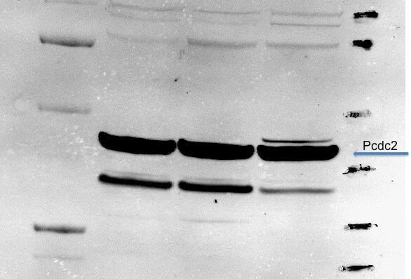 CDC2/CDK1 [p Tyr15] Antibody - Azide Free NB500-142