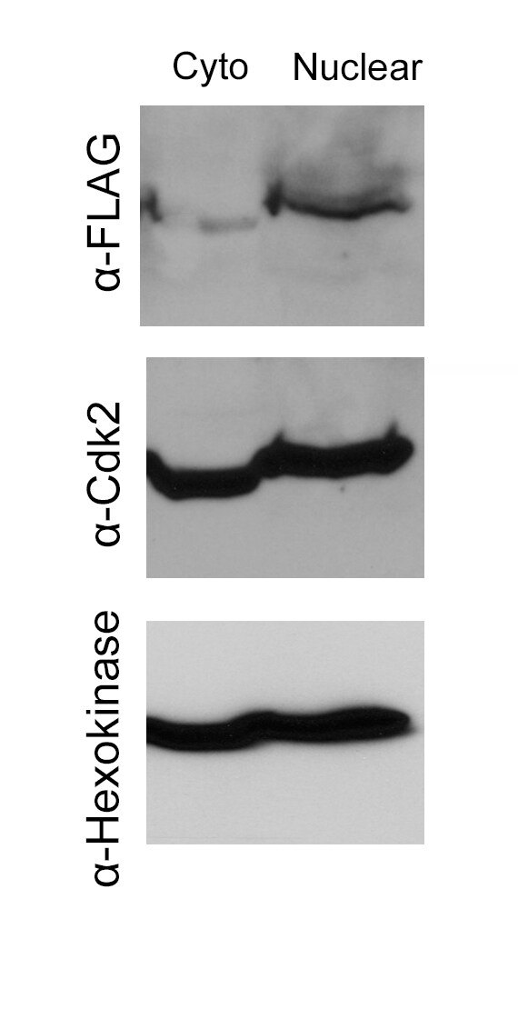CDK2 Antibody (OTI2D9) NBP2-00776