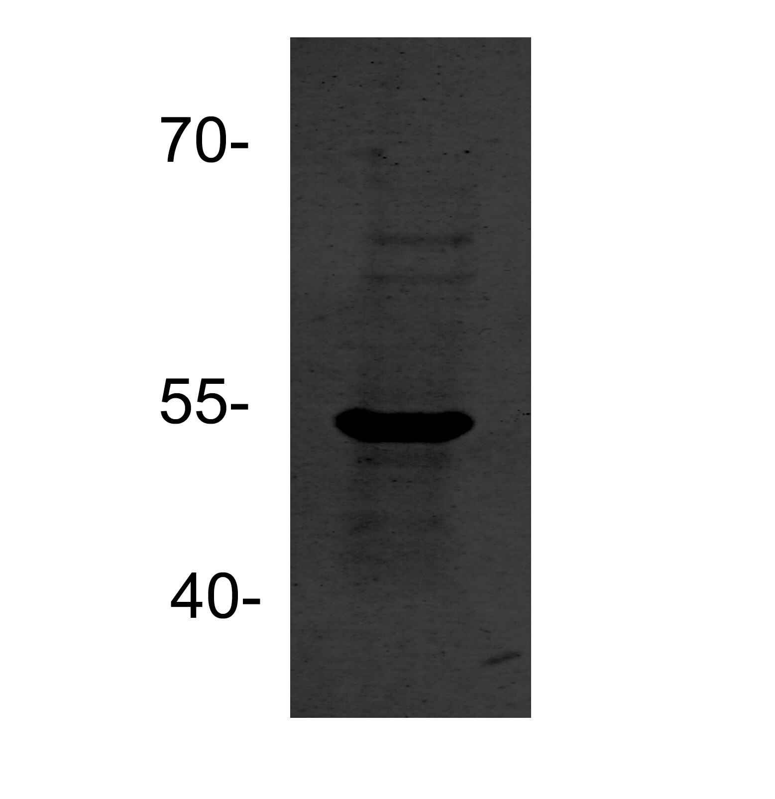 Cyclin A2 Antibody - BSA Free NBP1-31330