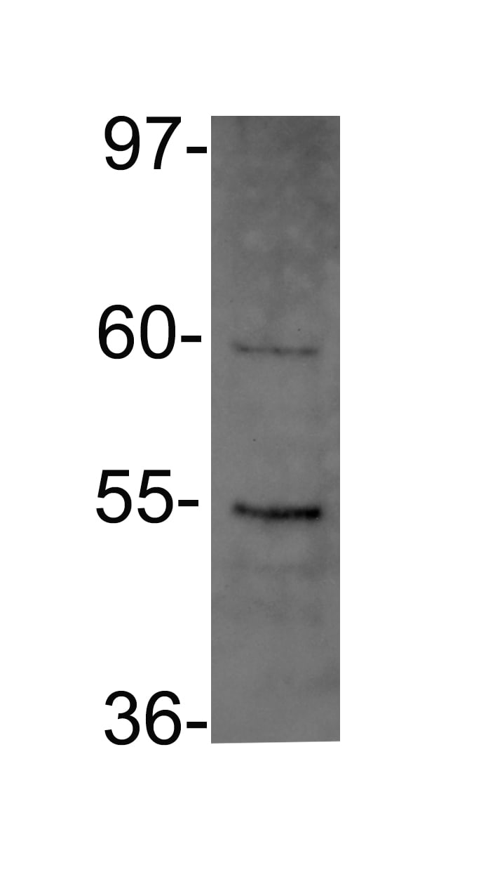 DDX39 Antibody - BSA Free NBP2-16134