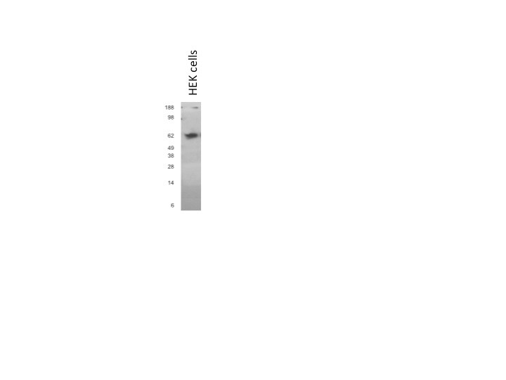 DDX41 Antibody (2F4) - Azide and BSA Free H00051428-M01