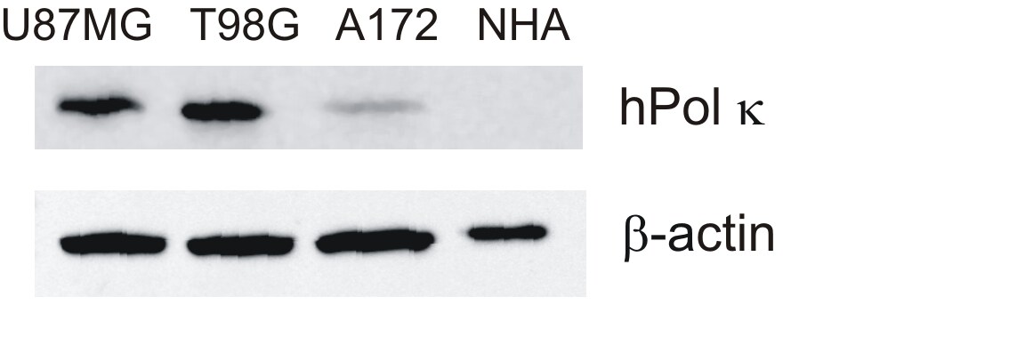 DNA Polymerase Kappa Antibody (6F2) - Azide and BSA Free H00051426-M01