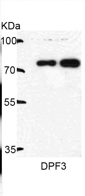 DPF3 Antibody NBP2-14910