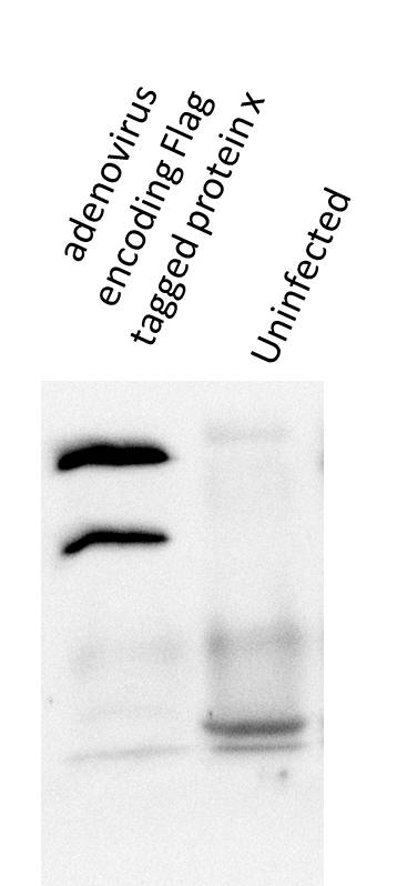 DYKDDDDK Epitope Tag Antibody (L5) - BSA Free NBP1-06712