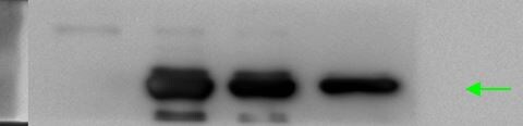 DYKDDDDK Epitope Tag Antibody (29E4.G7) - BSA Free NBP1-97410