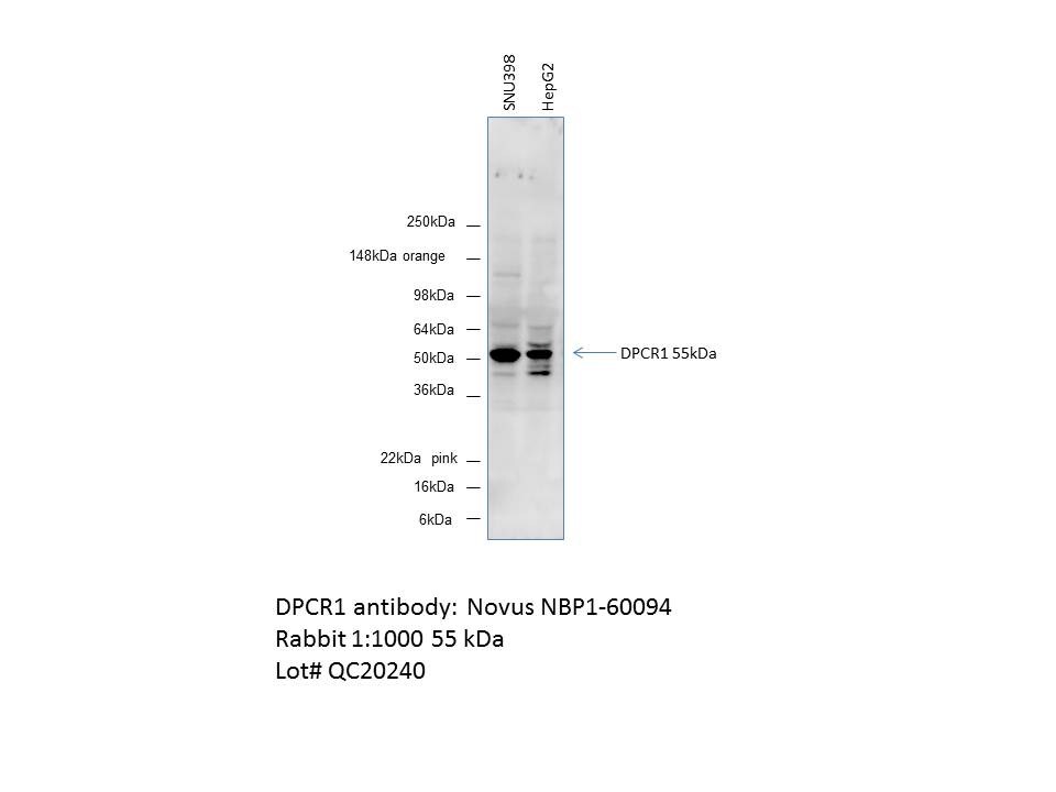 DPCR-1 Antibody - BSA Free NBP1-60094