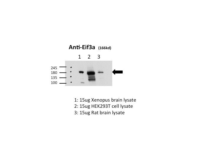 EIF3A Antibody - BSA Free NBP1-18891