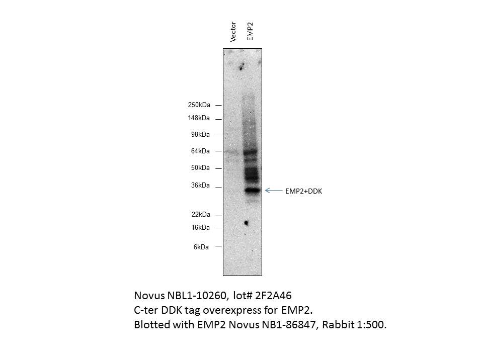 EMP2 Overexpression Lysate NBL1-10260