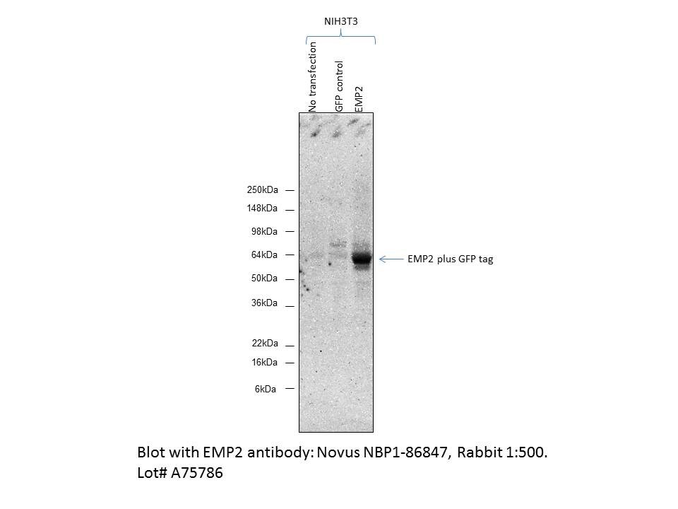 EMP2 Antibody - BSA Free NBP1-86847