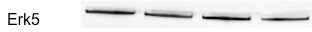 ERK5/BMK1 Antibody NBP1-42673
