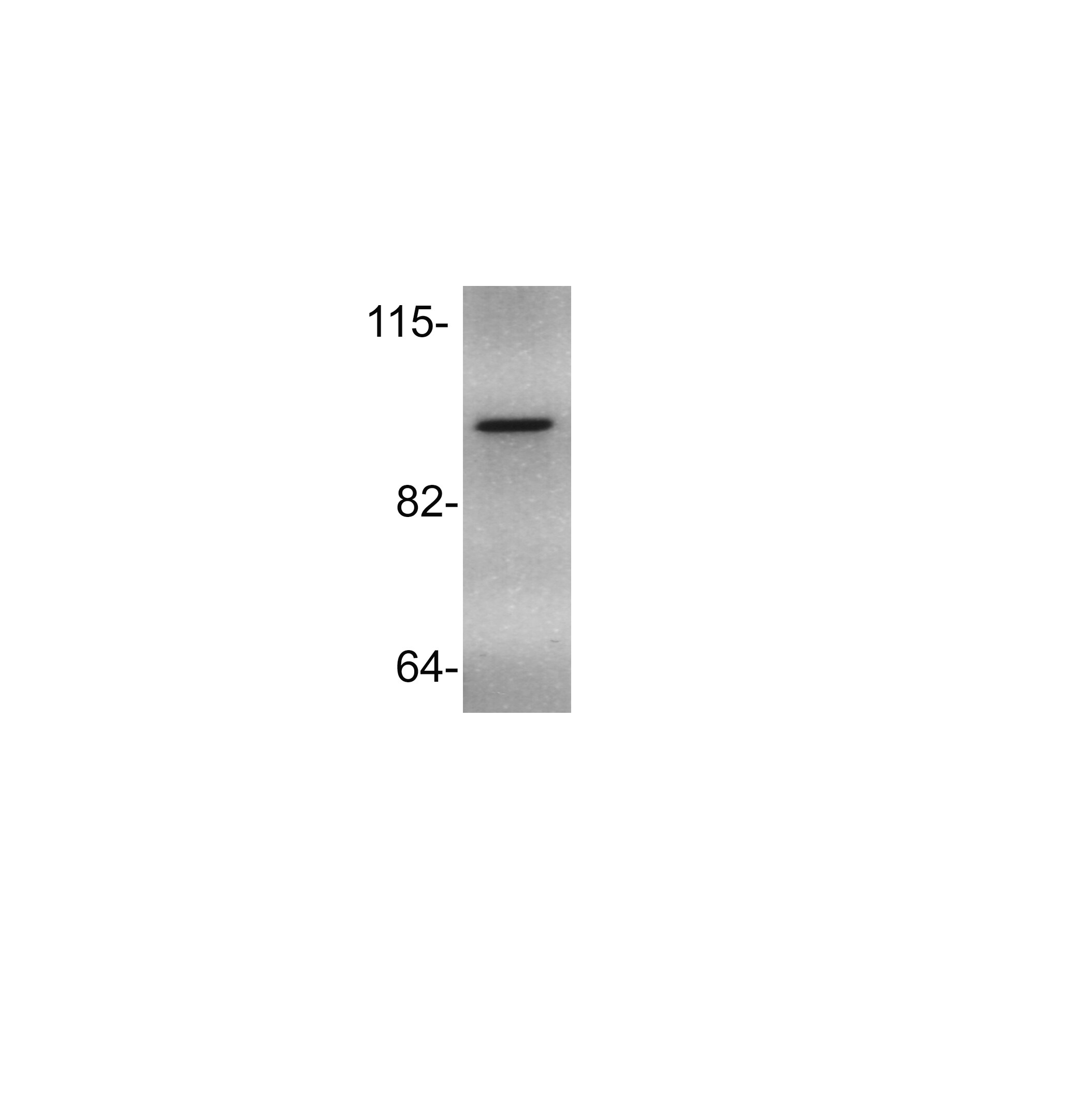 EZH1 Antibody - BSA Free NBP1-32111