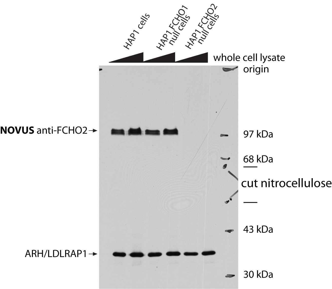 FCHO2 Antibody - BSA Free NBP2-32694