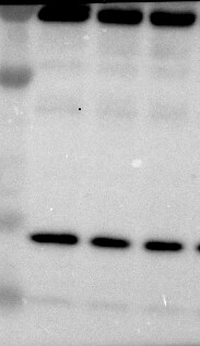 FGF-21 Antibody NBP1-31368