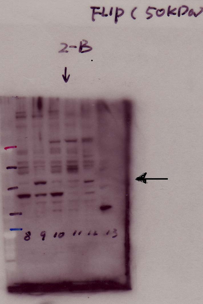 FLIP Antibody - BSA Free NB100-56141