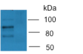 FOXO3 Antibody - BSA Free NB100-614