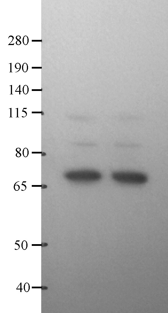 FUS Antibody - BSA Free NB100-561