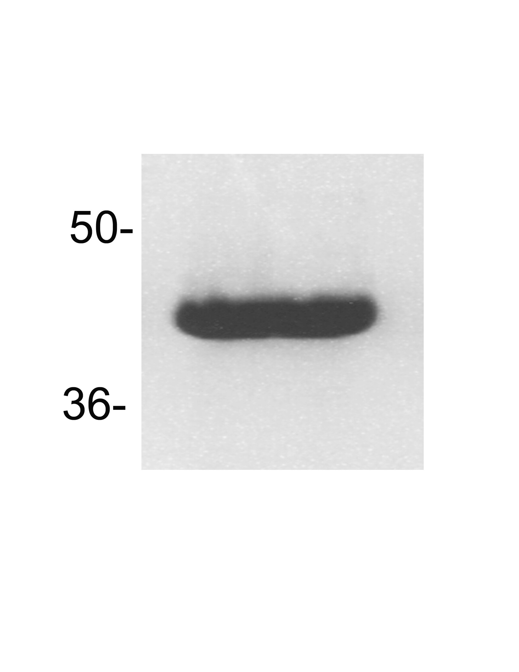 Fas/TNFRSF6/CD95 Antibody - BSA Free NB120-13550