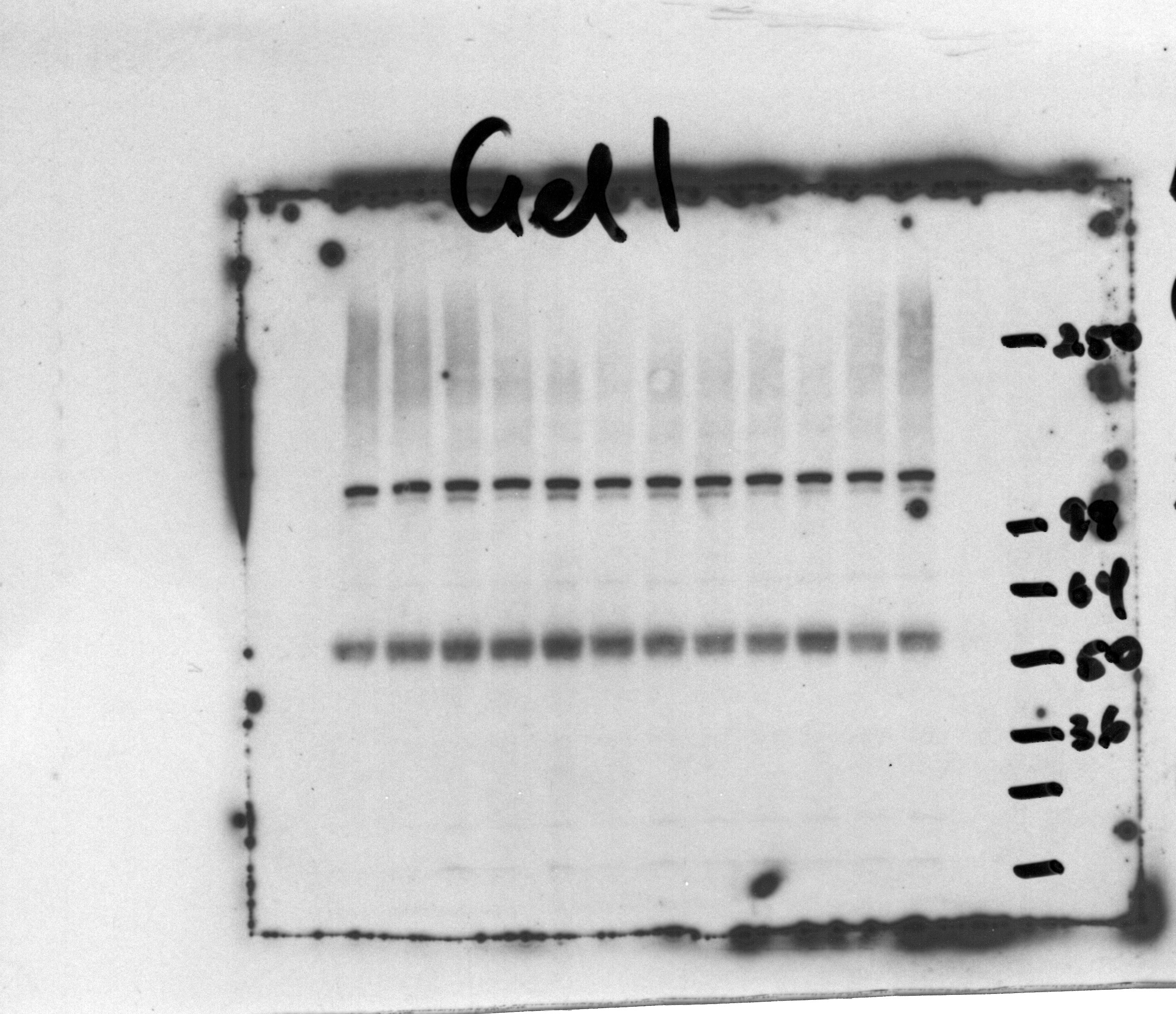 GABA-A R delta Antibody - N-Terminus - Azide Free NB300-200