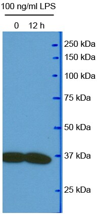 GAPDH Antibody (1D4) - BSA Free NB300-221