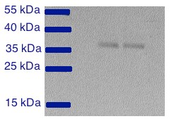 GAPDH Antibody NB300-320