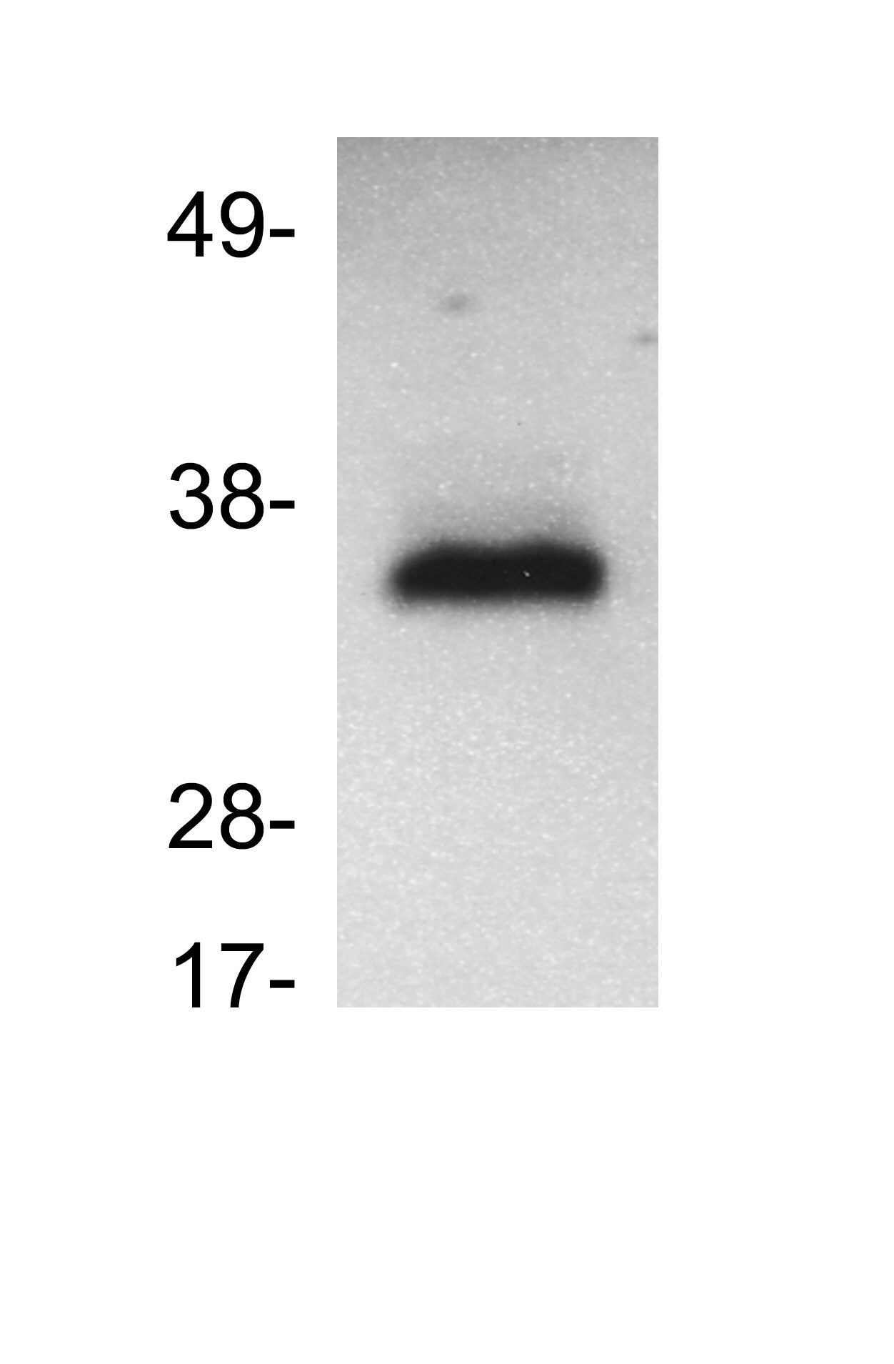 GAPDH Antibody NB300-320