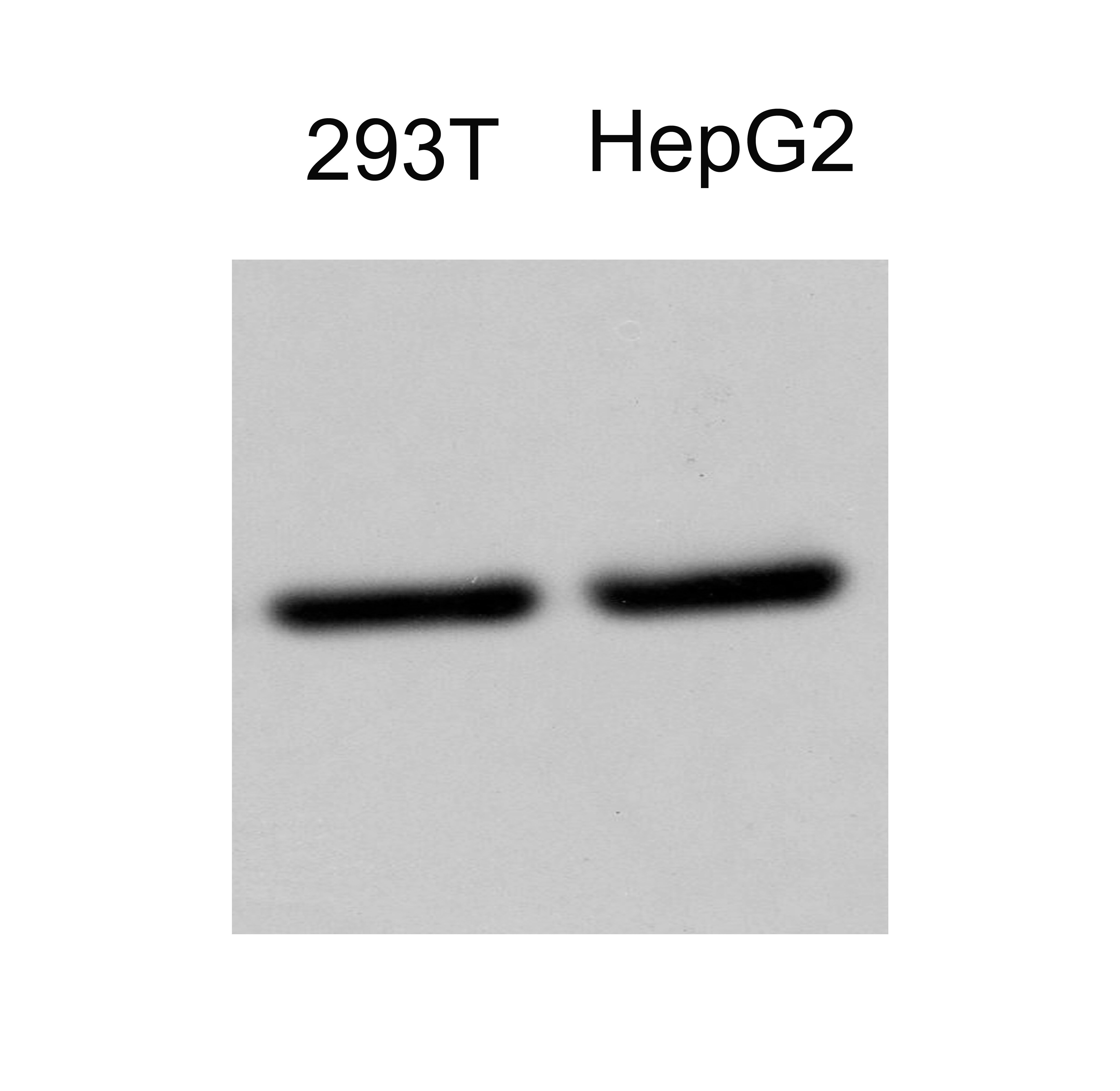 GAPDH Antibody (6C5cc) - BSA Free NB600-502