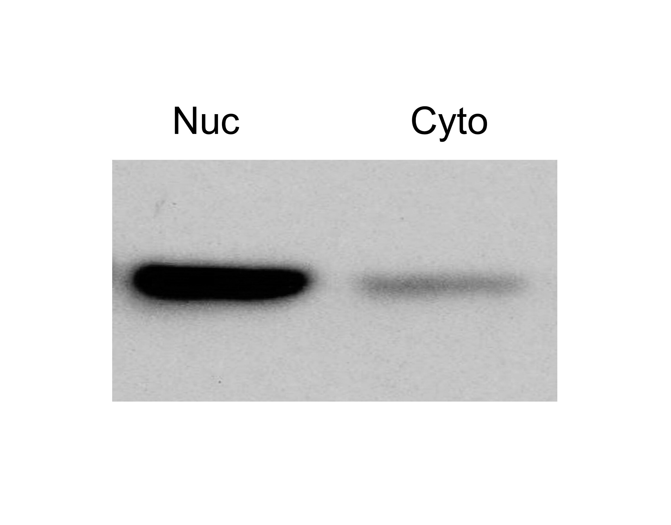 GAPDH Antibody (1A10) - BSA Free NBP1-47339
