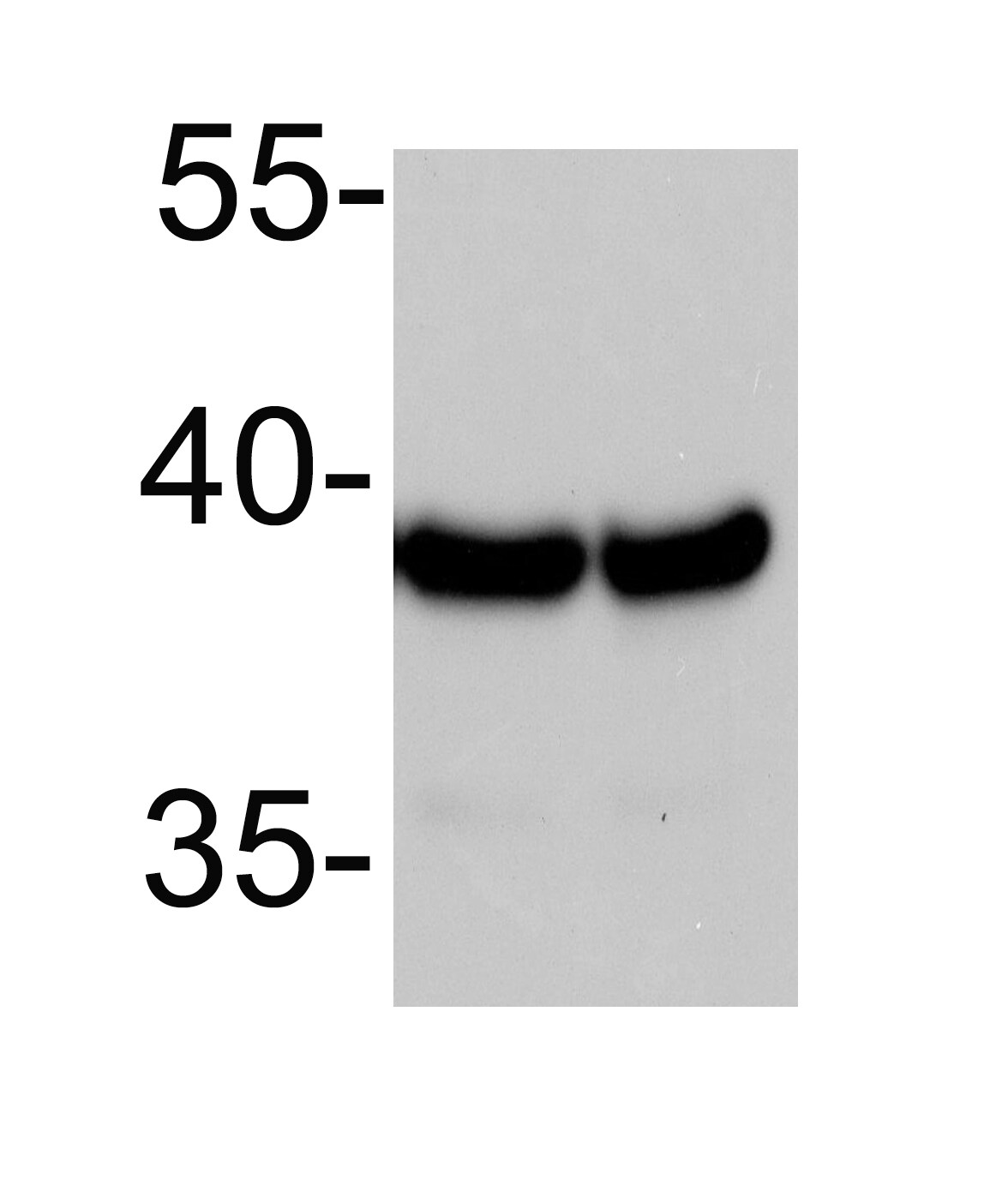 GAPDH Antibody (13H12) - BSA Free NBP2-27103