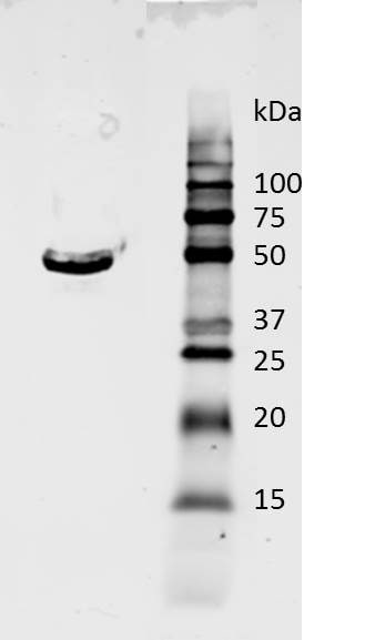 GAPDH Antibody (1D4) - BSA Free NB300-221
