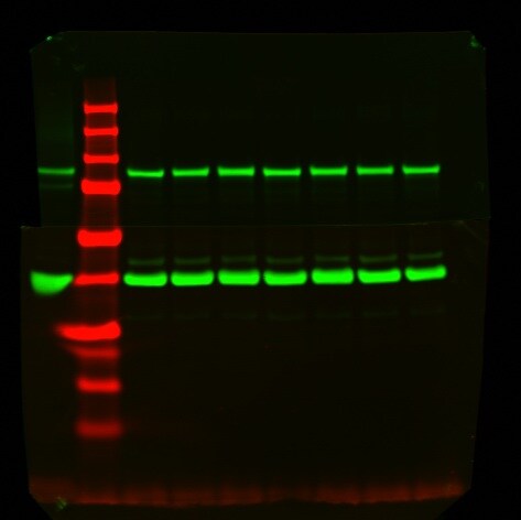 GAPDH Antibody (1D4) - BSA Free NB300-221