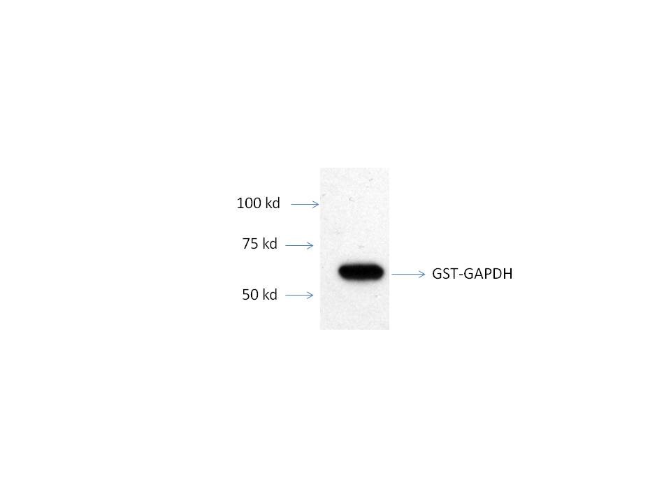 Recombinant Human GAPDH GST (N-Term) Protein H00002597-P02