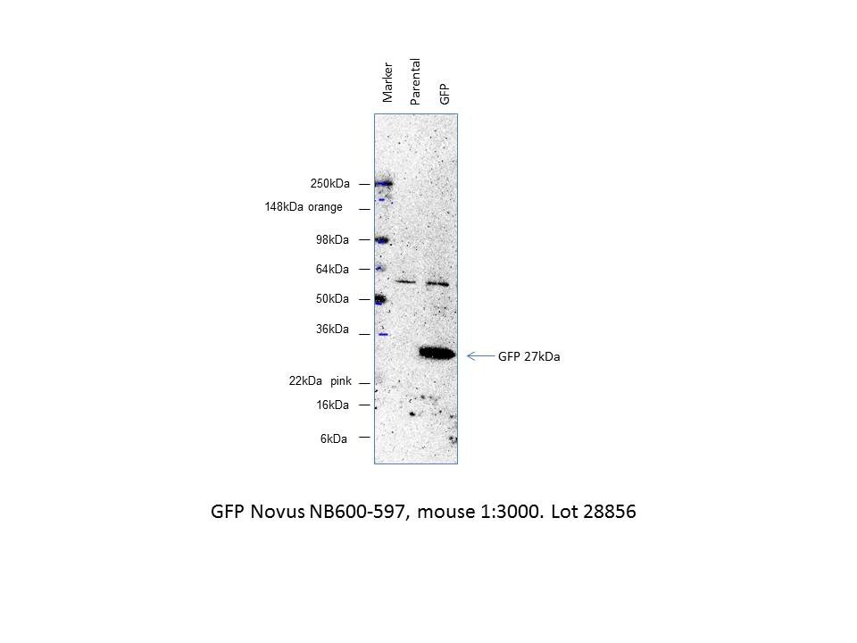 GFP Antibody (9F9.F9) - BSA Free NB600-597